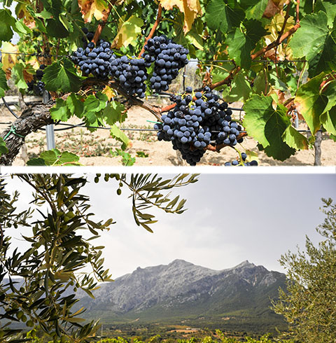 Vigneti cannonau sardegna vino Oliena